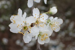 Prunus cerasifera