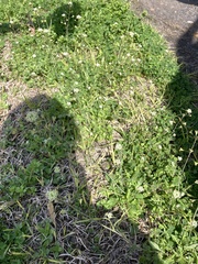 Capsella bursa-pastoris