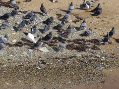 Columba livia