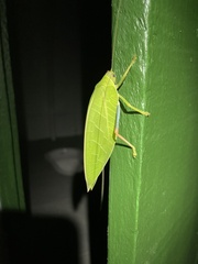 Zabalius ophthalmicus