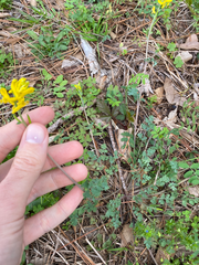 Corydalis