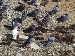 Columba livia