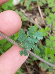 Corydalis