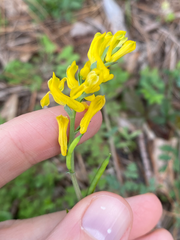 Corydalis