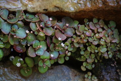 Crassula capensis promontorii