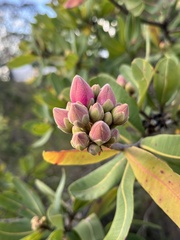 Kielmeyera rubriflora