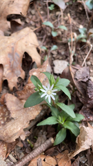Stellaria pubera