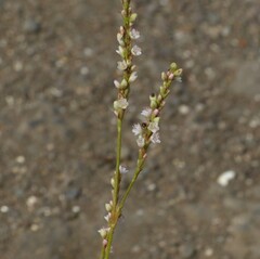 Persicaria barbata