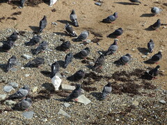 Columba livia