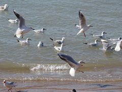 Chroicocephalus ridibundus