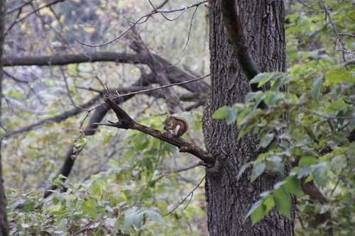 Tamiasciurus hudsonicus minnesota