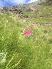 Hesperantha grandiflora