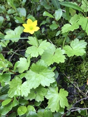 Anemonastrum richardsonii
