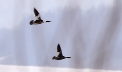 Mergus merganser merganser