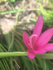 Hesperantha grandiflora