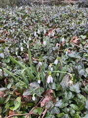Galanthus