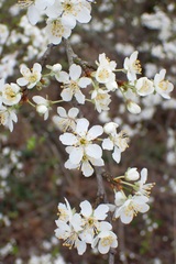 Prunus cerasifera