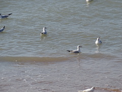 Chroicocephalus ridibundus