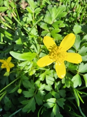 Ranunculus fascicularis
