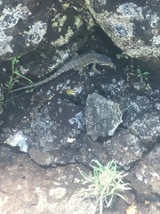 Pseudocordylus subviridis