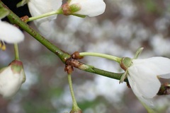 Prunus cerasifera