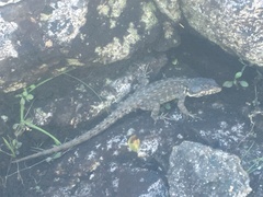 Pseudocordylus subviridis