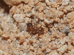 Pheidole bicarinata