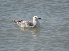 Larus michahellis