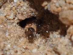 Pheidole bicarinata