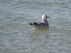 Larus michahellis