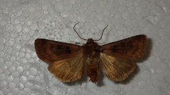 Chersotis cuprea