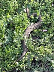 Agkistrodon piscivorus