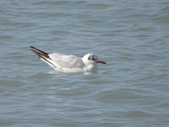 Chroicocephalus ridibundus