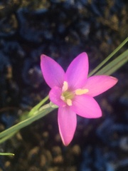 Hesperantha brevistyla