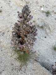 Aphyllon cooperi cooperi
