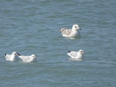 Chroicocephalus ridibundus