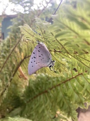 Pseudolycaena damo