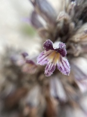 Aphyllon cooperi cooperi