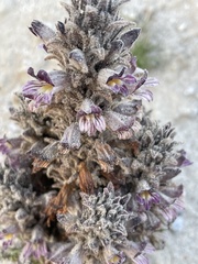Aphyllon cooperi cooperi