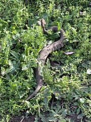 Agkistrodon piscivorus