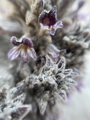 Aphyllon cooperi cooperi