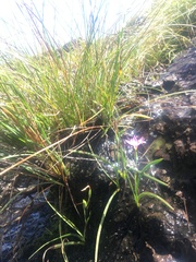 Hesperantha brevistyla