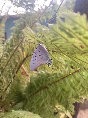 Pseudolycaena damo