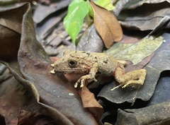 Pristimantis cerasinus