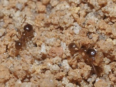 Pheidole bicarinata