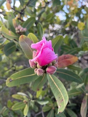 Kielmeyera rubriflora