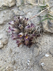 Aphyllon cooperi cooperi