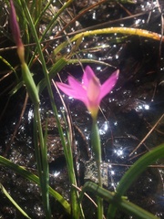 Hesperantha brevistyla