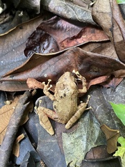 Pristimantis cerasinus