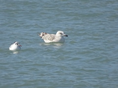 Larus michahellis